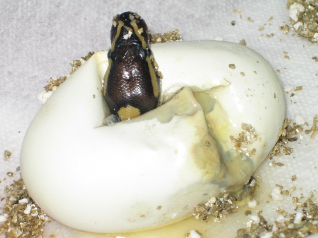 molded egg hatching